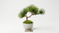 Pine Flow Guinomi Bonsai – Mini