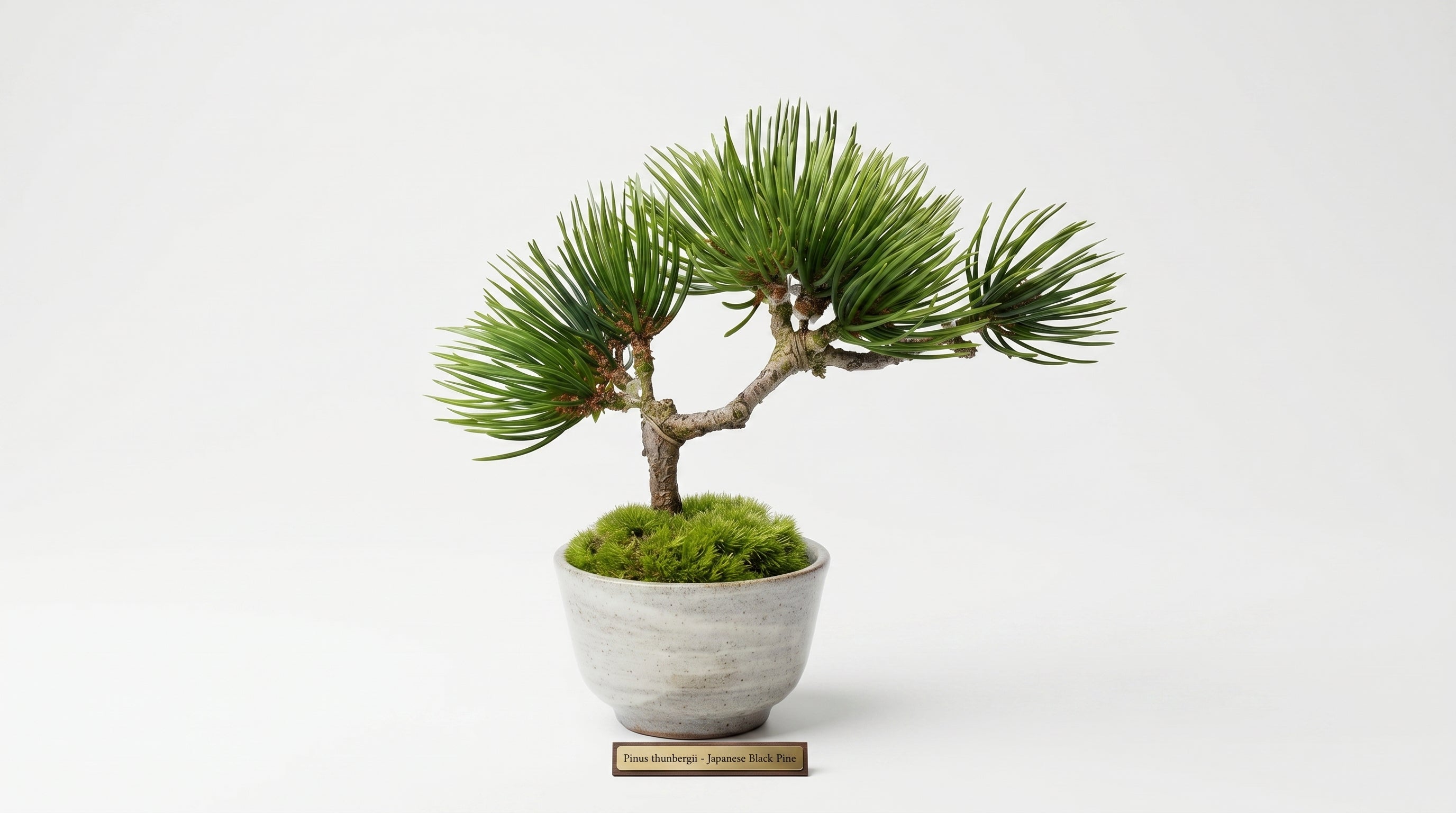 Pine Flow Guinomi Bonsai – Mini