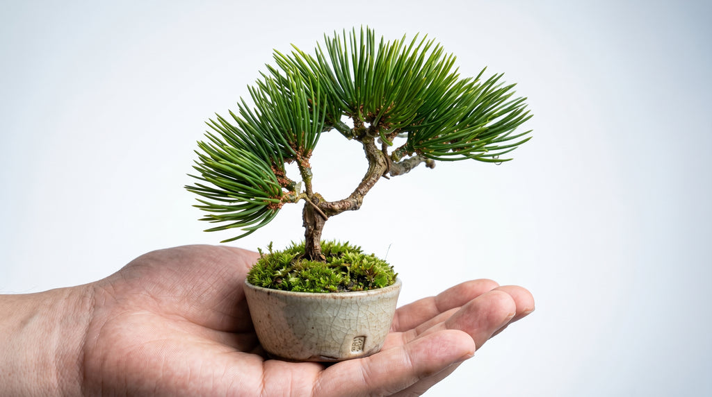 Pine Flow Guinomi Bonsai – Mini