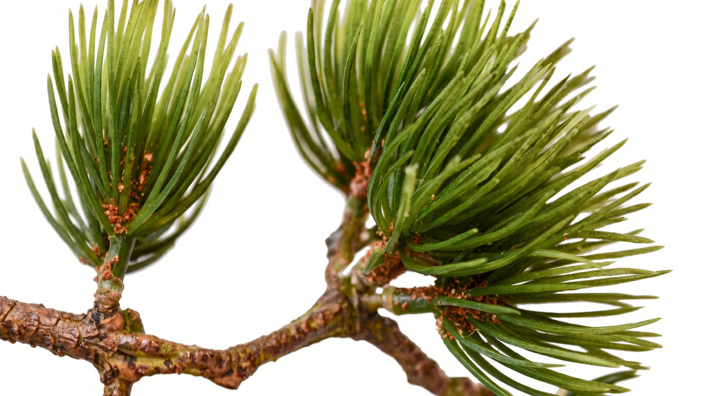 Pine Flow Guinomi Bonsai – Mini