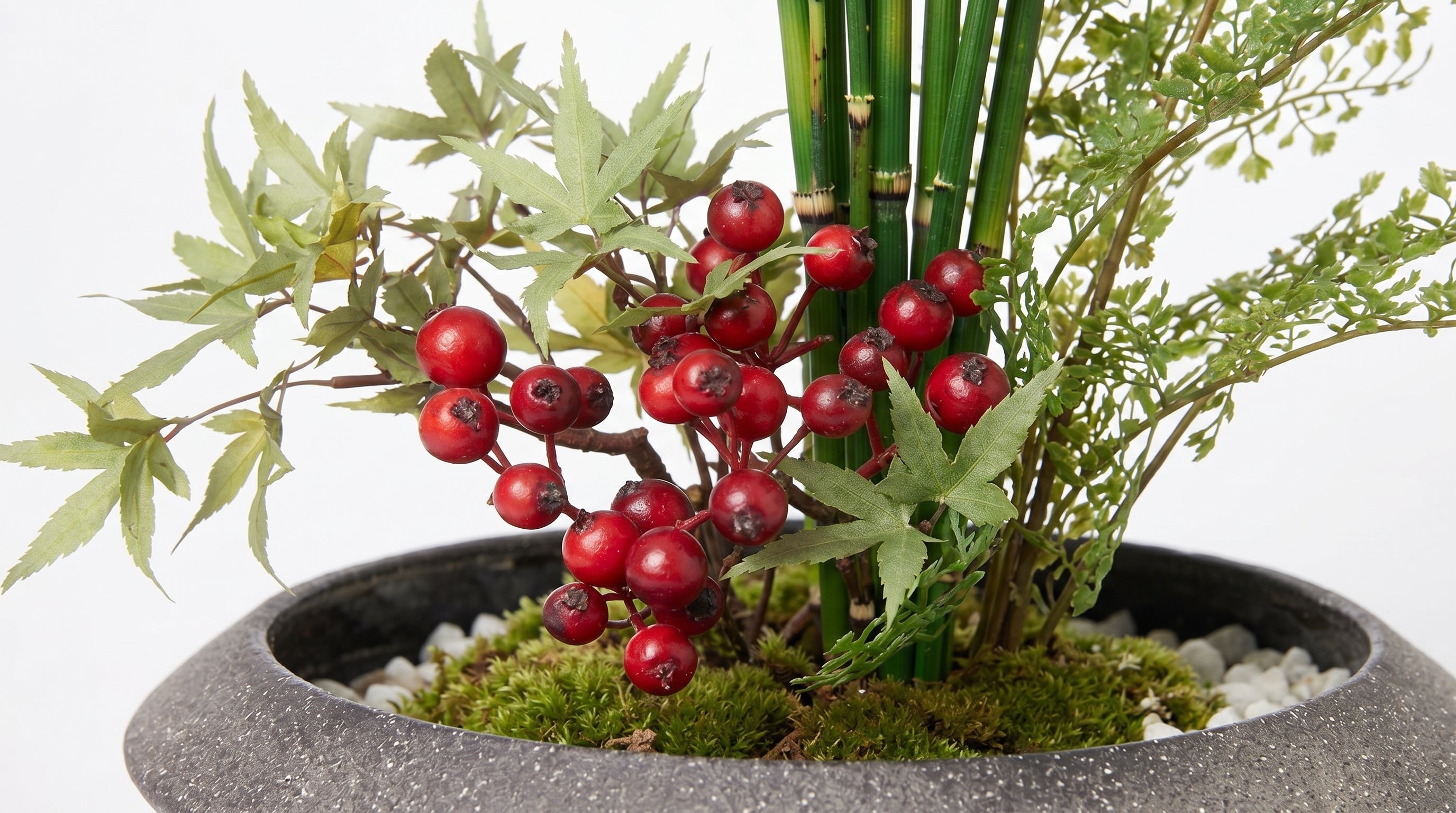 Momiji Ensemble Plateau Petite Bonsai with Berries - Medium
