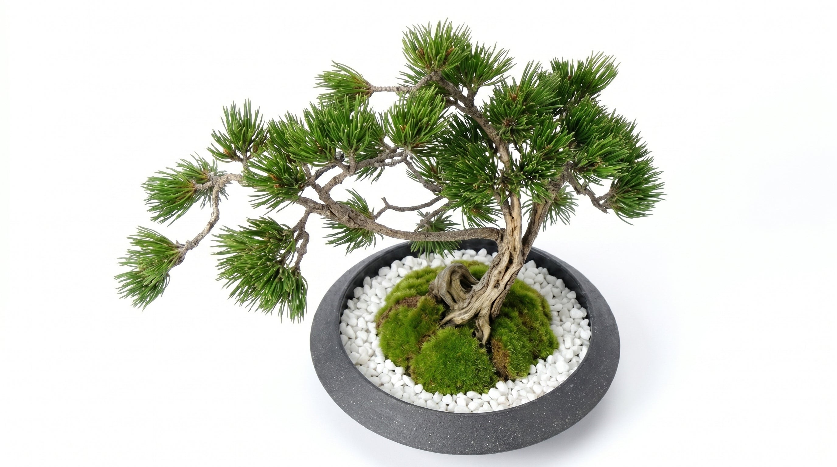 Pine Plateau Grand Bonsai - Medium