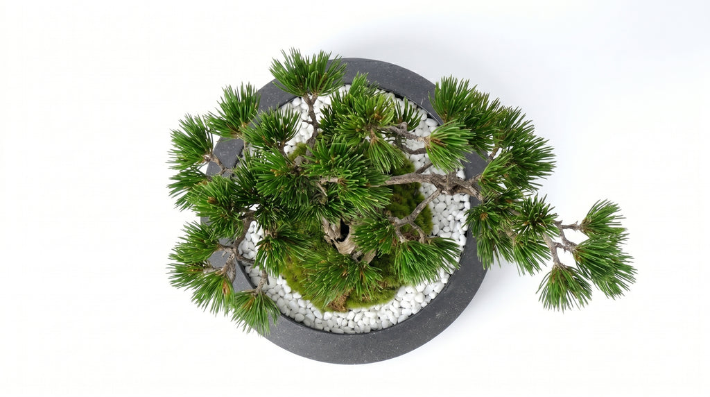 Pine Plateau Grand Bonsai - Medium