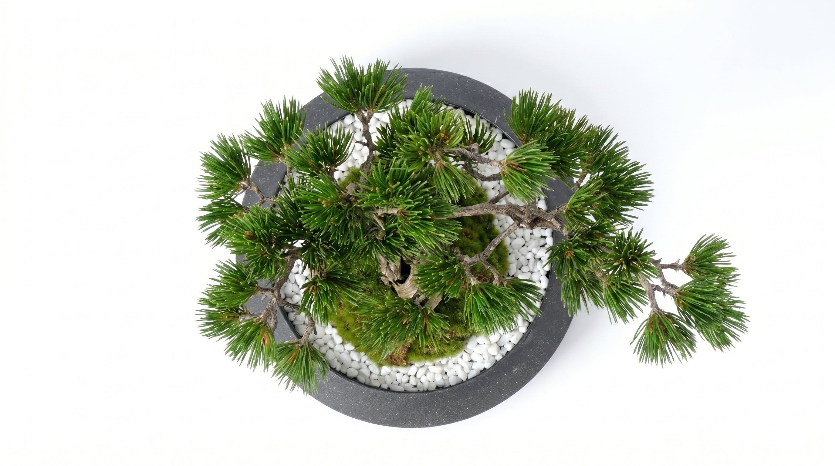 Pine Plateau Grand Bonsai - Medium