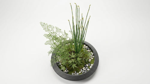 Momiji Ensemble Plateau Grand Bonsai - Medium