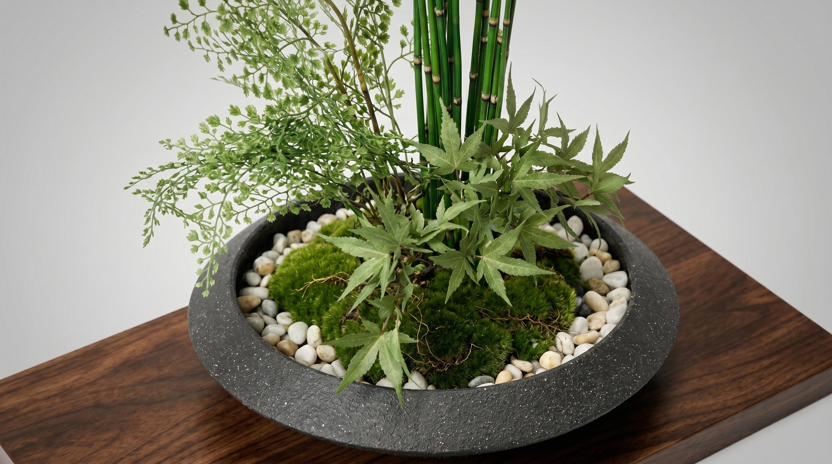 Momiji Ensemble Plateau Grand Bonsai - Medium