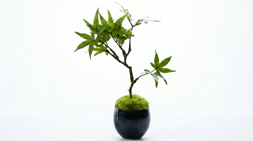 Momiji Indigo Guinomi Bonsai - Mini