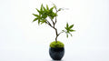 Momiji Indigo Guinomi Bonsai - Mini
