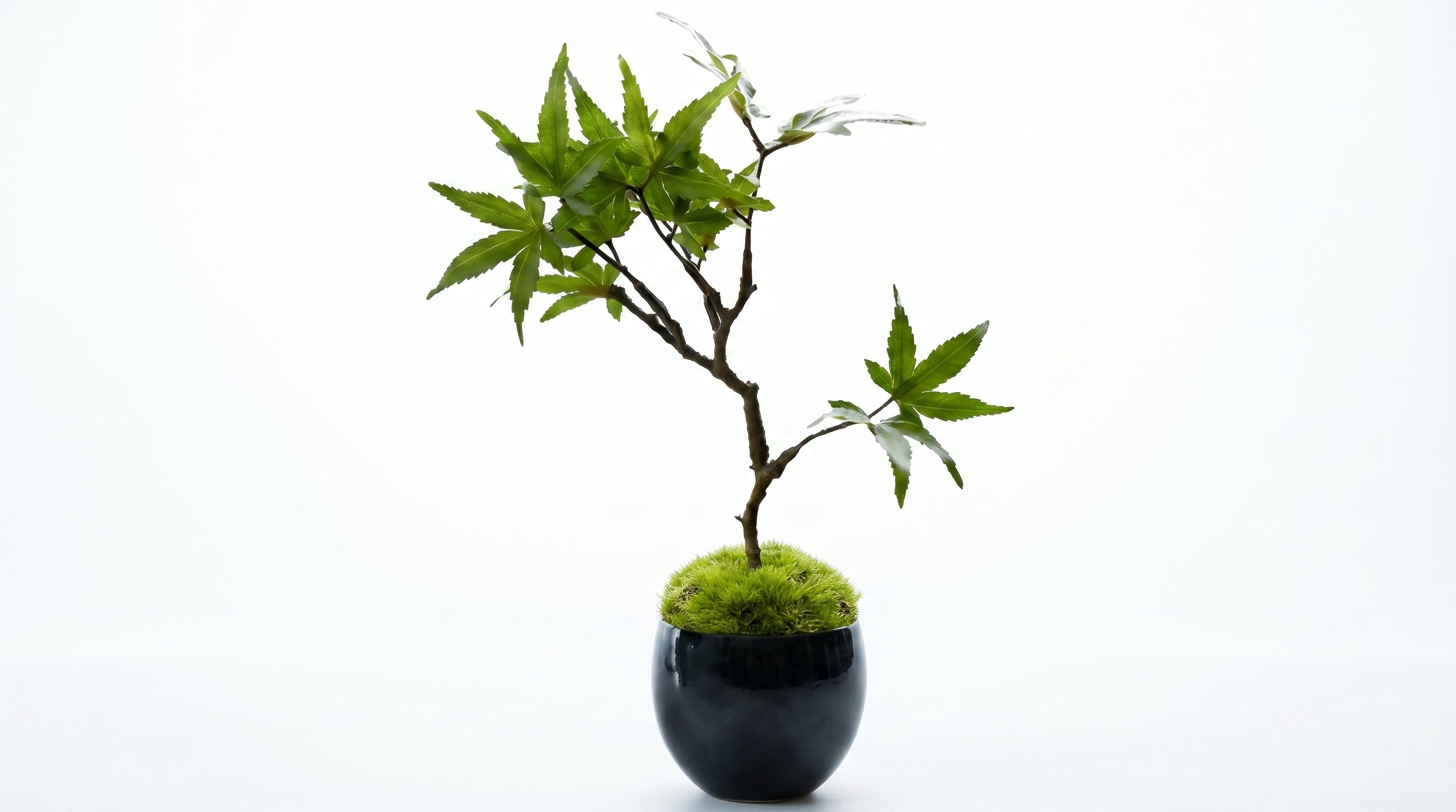 Momiji Indigo Guinomi Bonsai - Mini