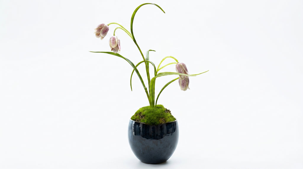 Yoraku Lily Indigo Guinomi Bonsai - Mini