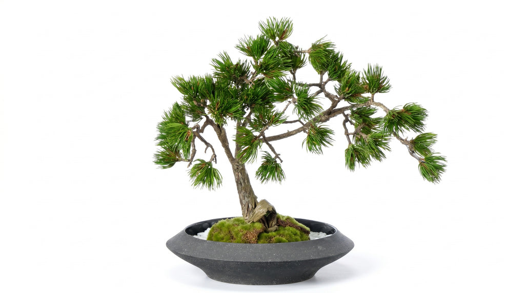 Pine Plateau Grand Bonsai - Medium