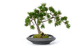 Pine Plateau Grand Bonsai - Medium