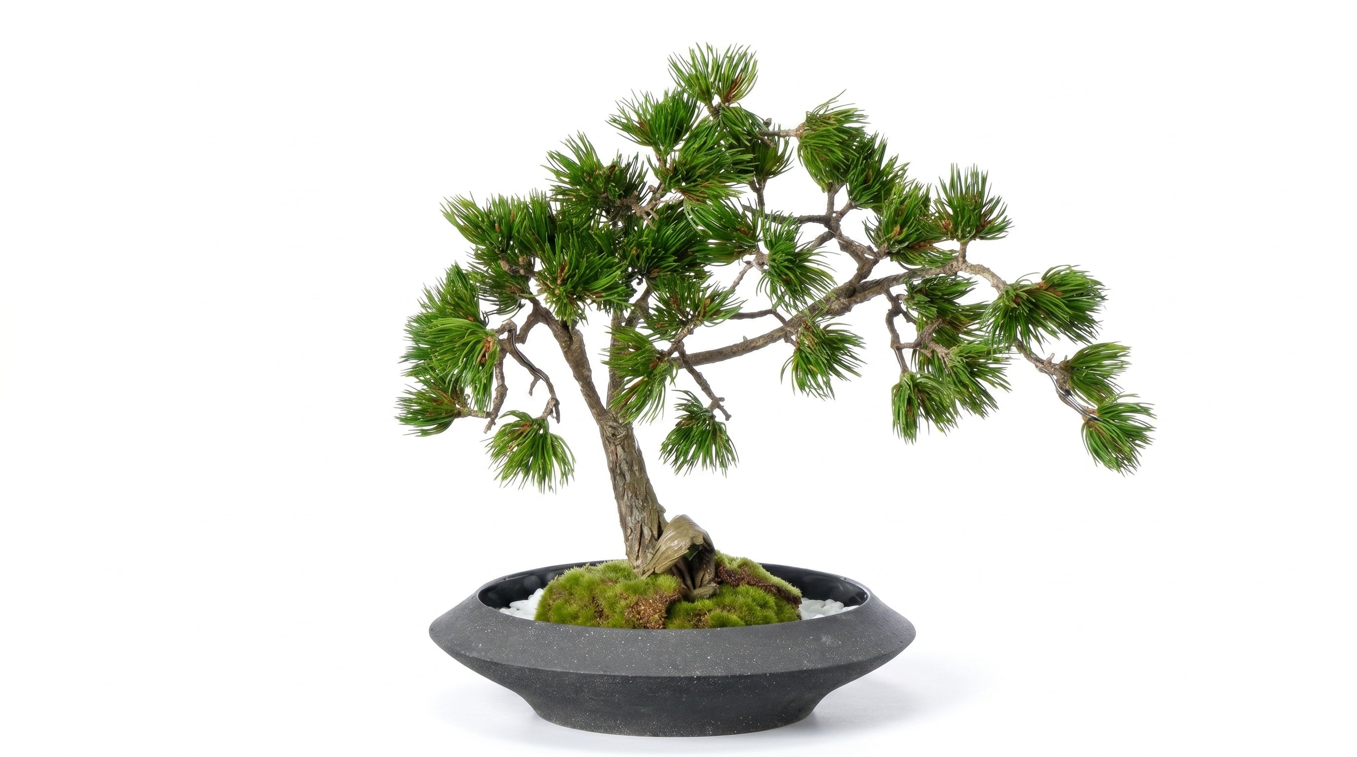 Pine Plateau Grand Bonsai - Medium