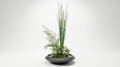 Momiji Ensemble Plateau Grand Bonsai - Medium