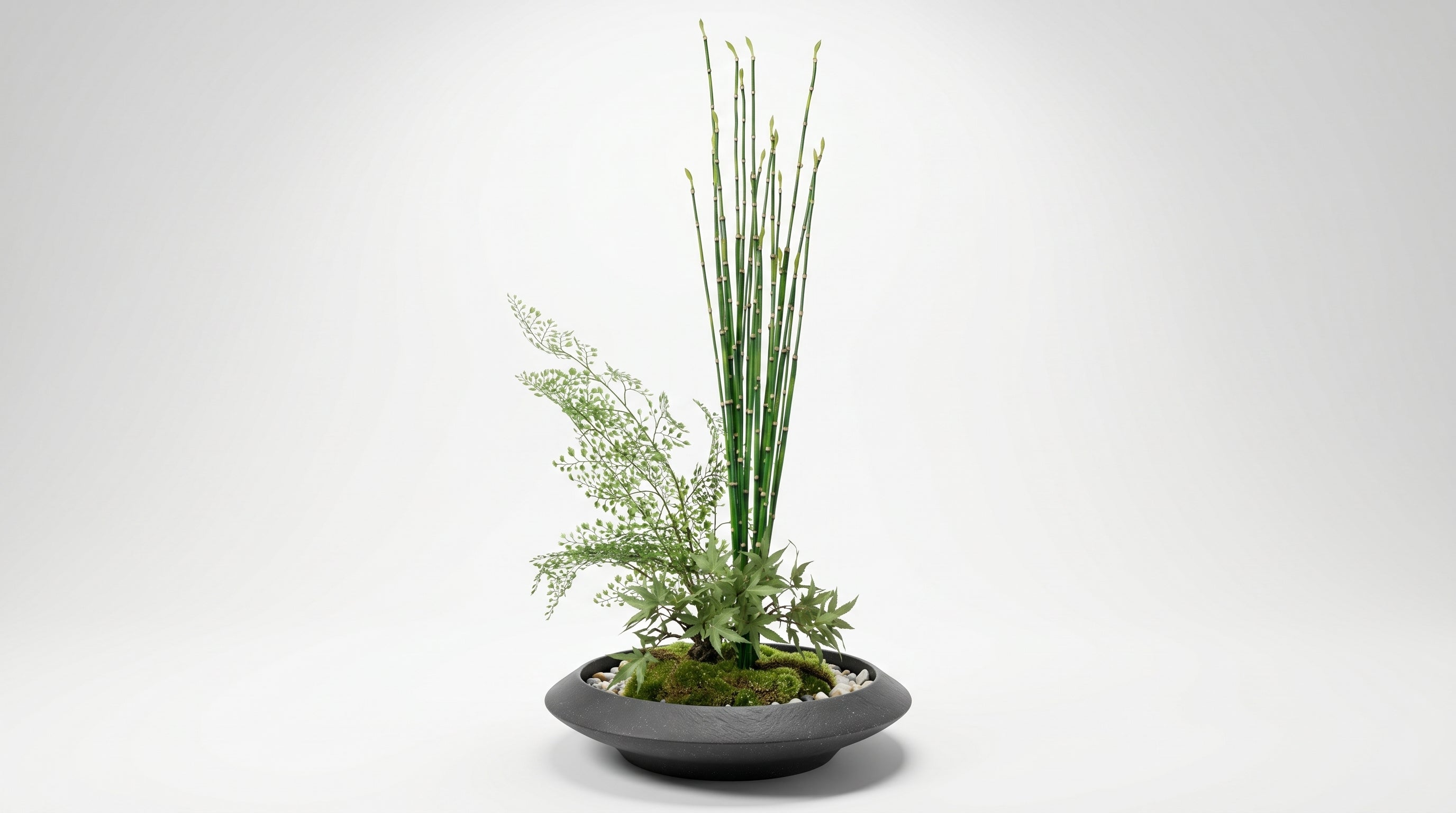 Momiji Ensemble Plateau Grand Bonsai - Medium