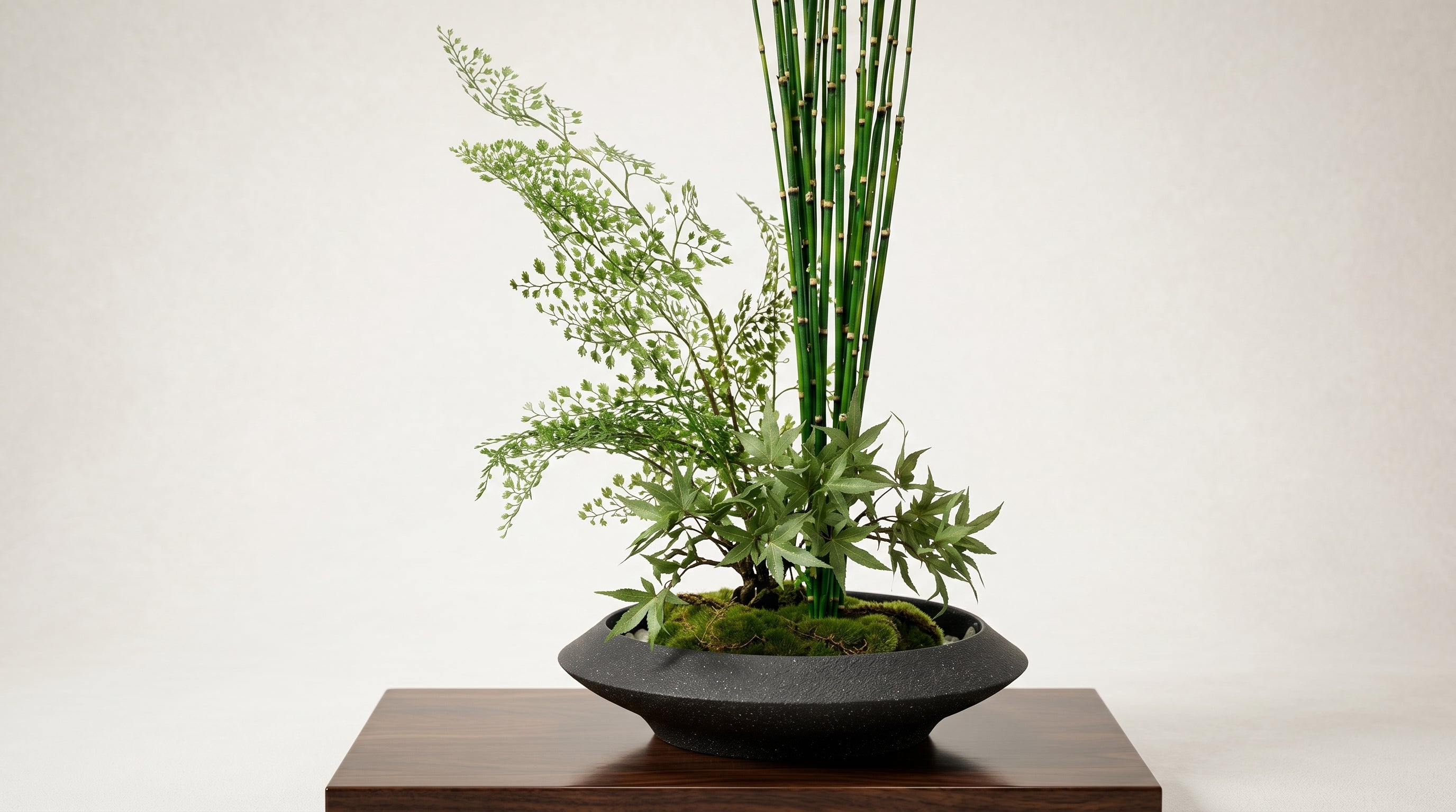 Momiji Ensemble Plateau Grand Bonsai - Medium