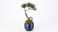 Pine Stream Indigo Guinomi Bonsai – Mini