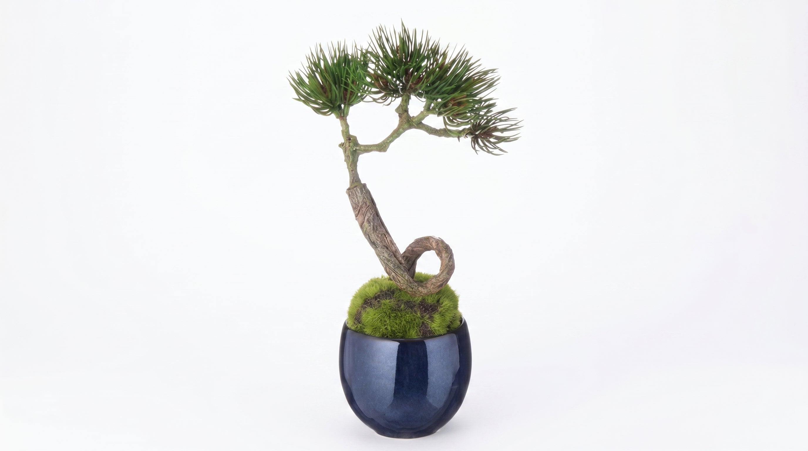 Pine Stream Indigo Guinomi Bonsai – Mini