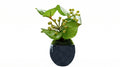 Sankirai Indigo Guinomi Bonsai - Mini