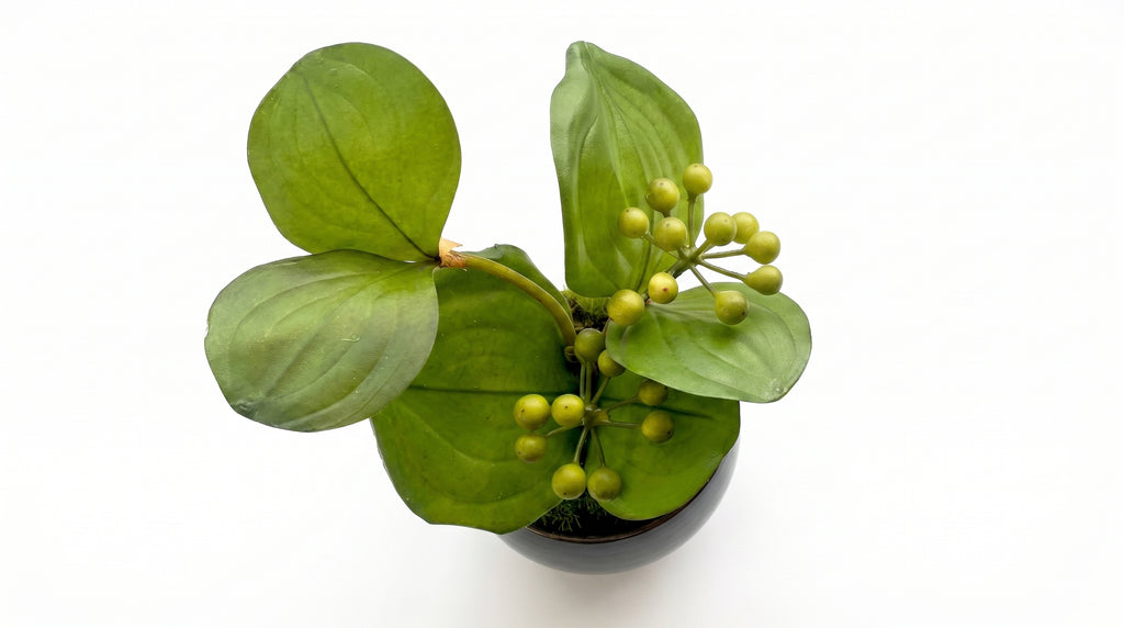 Sankirai Indigo Guinomi Bonsai - Mini