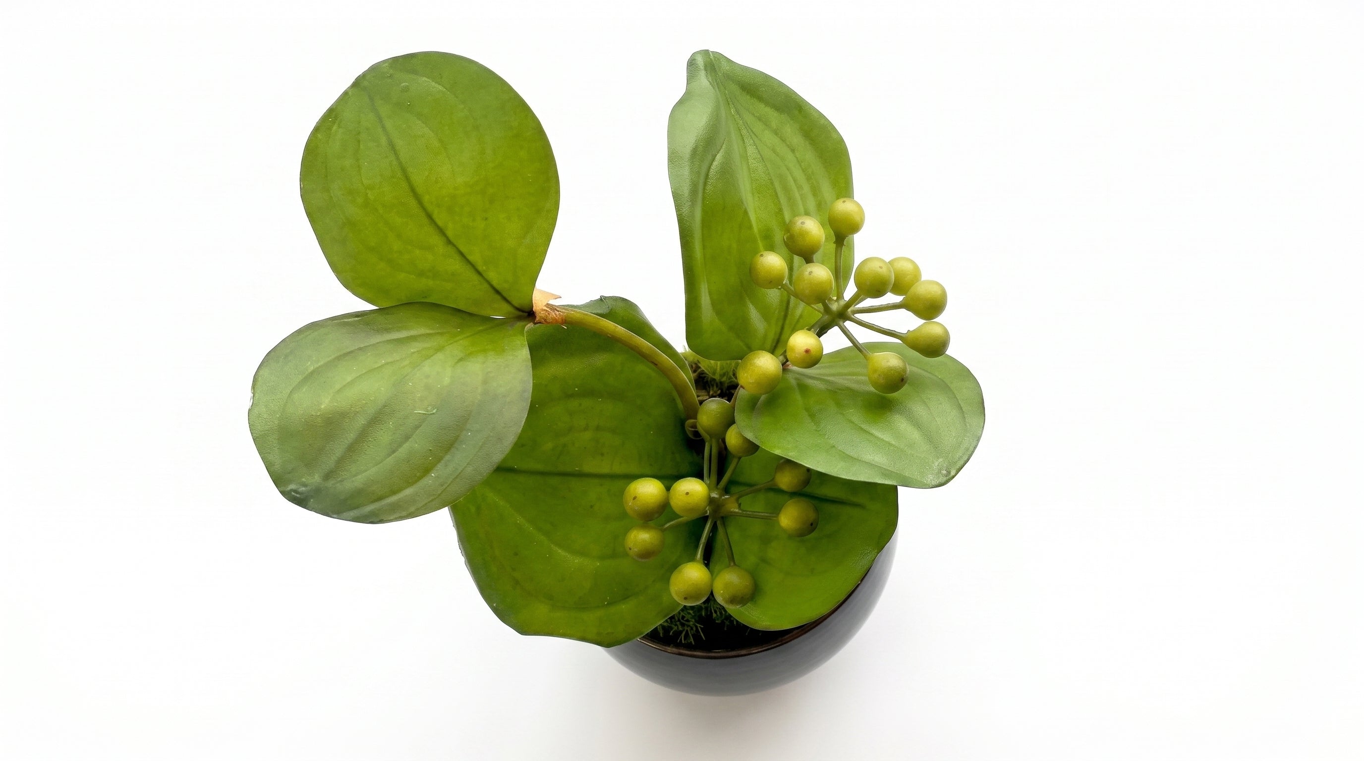 Sankirai Indigo Guinomi Bonsai - Mini
