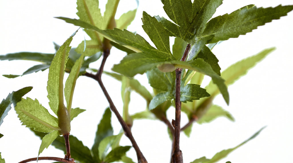 Momiji Indigo Guinomi Bonsai - Mini