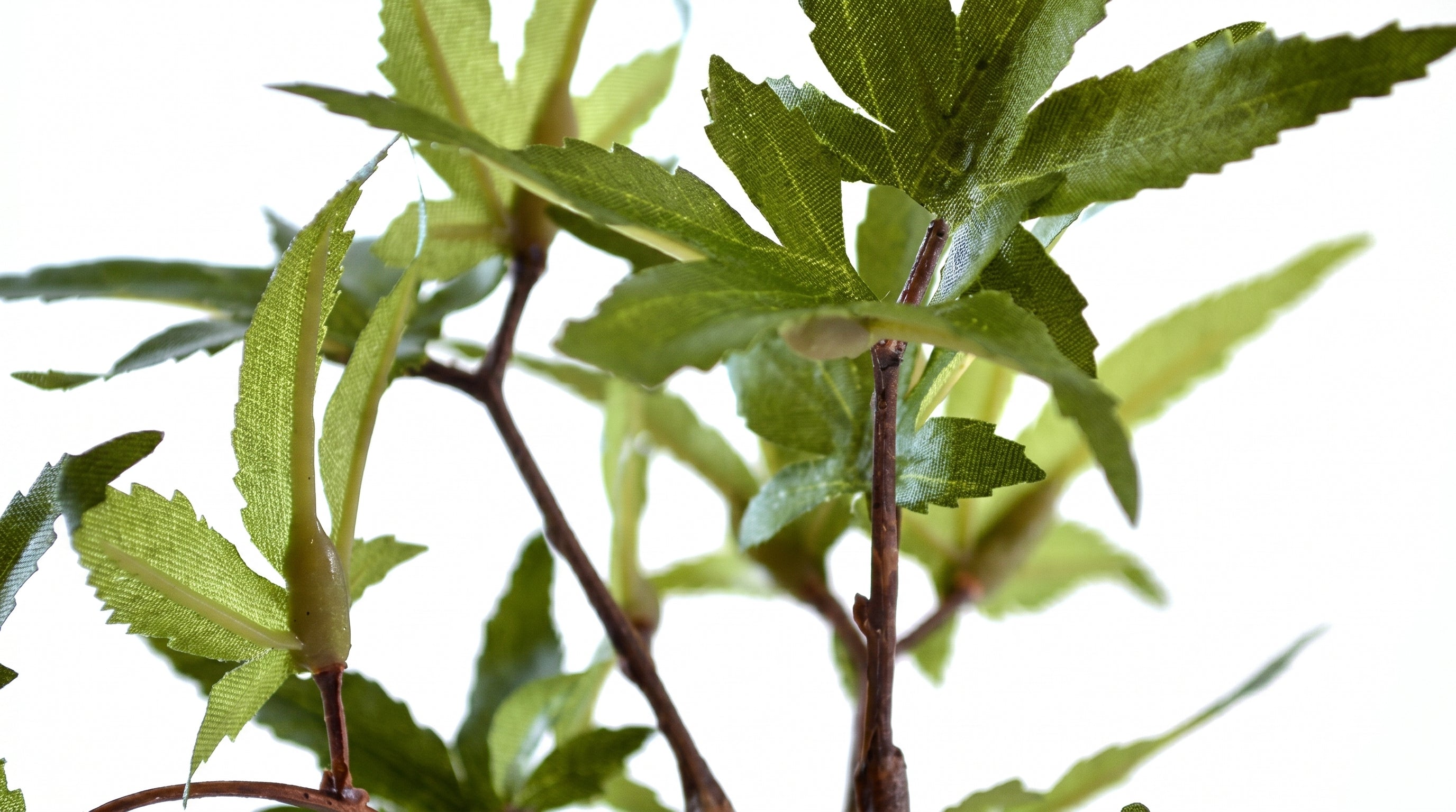 Momiji Indigo Guinomi Bonsai - Mini