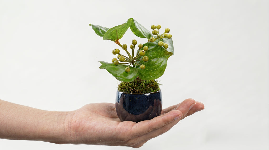 Sankirai Indigo Guinomi Bonsai - Mini