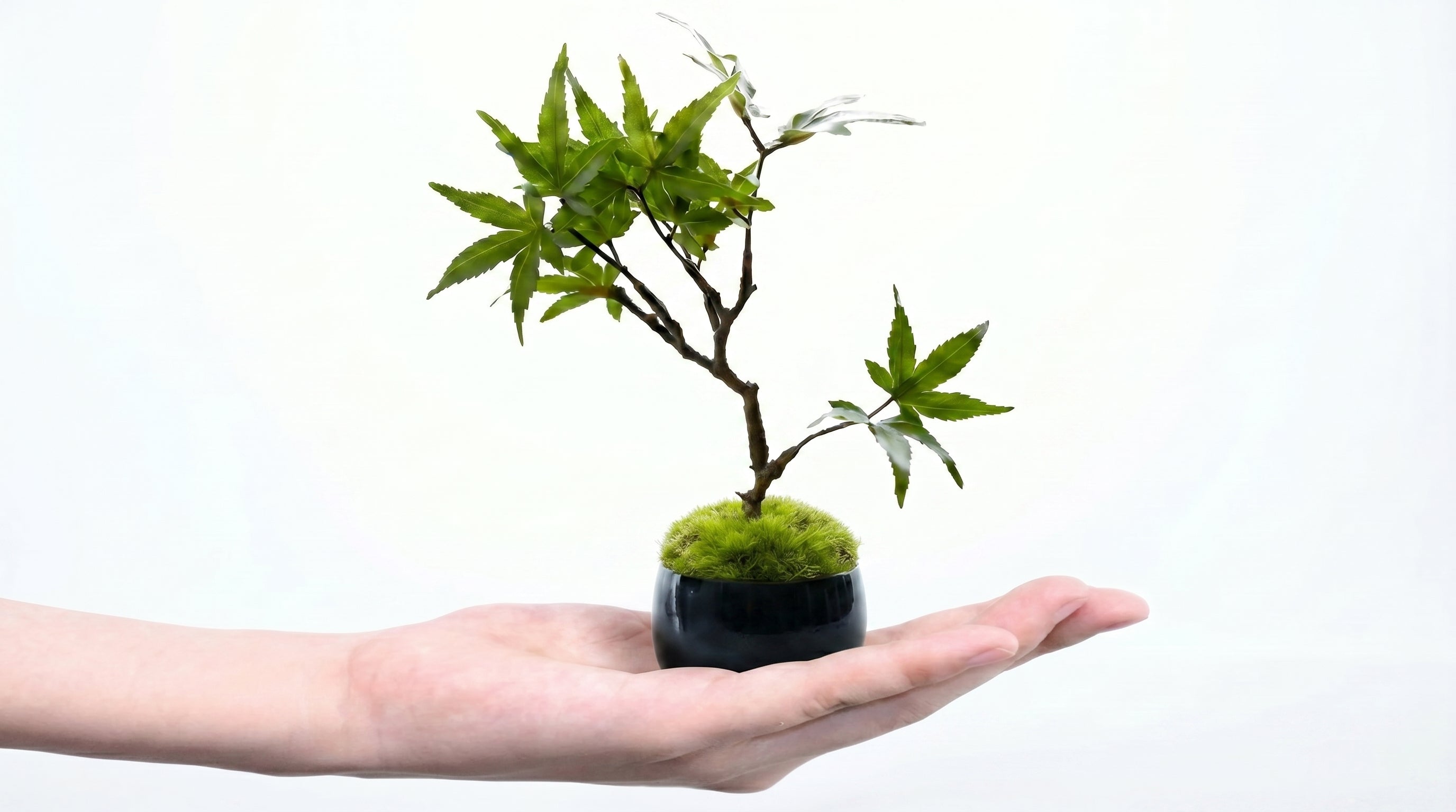 Momiji Indigo Guinomi Bonsai - Mini
