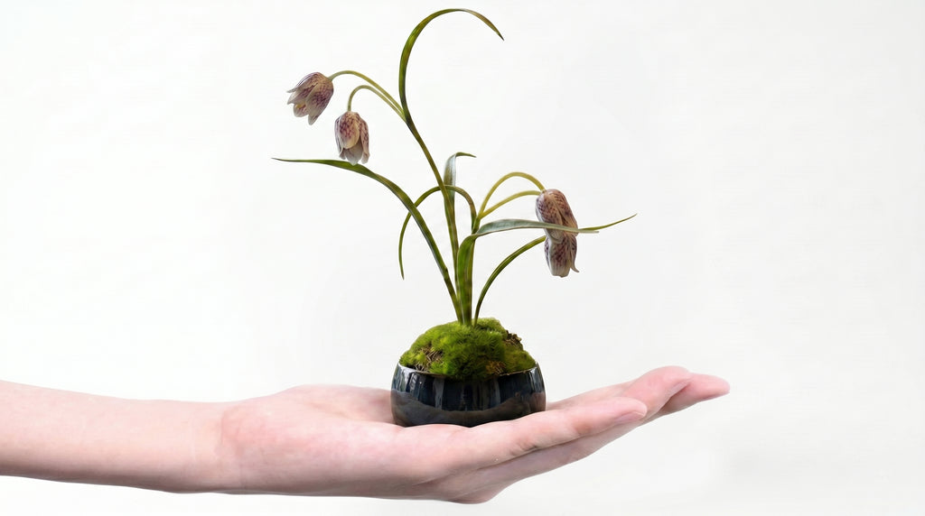 Yoraku Lily Indigo Guinomi Bonsai - Mini