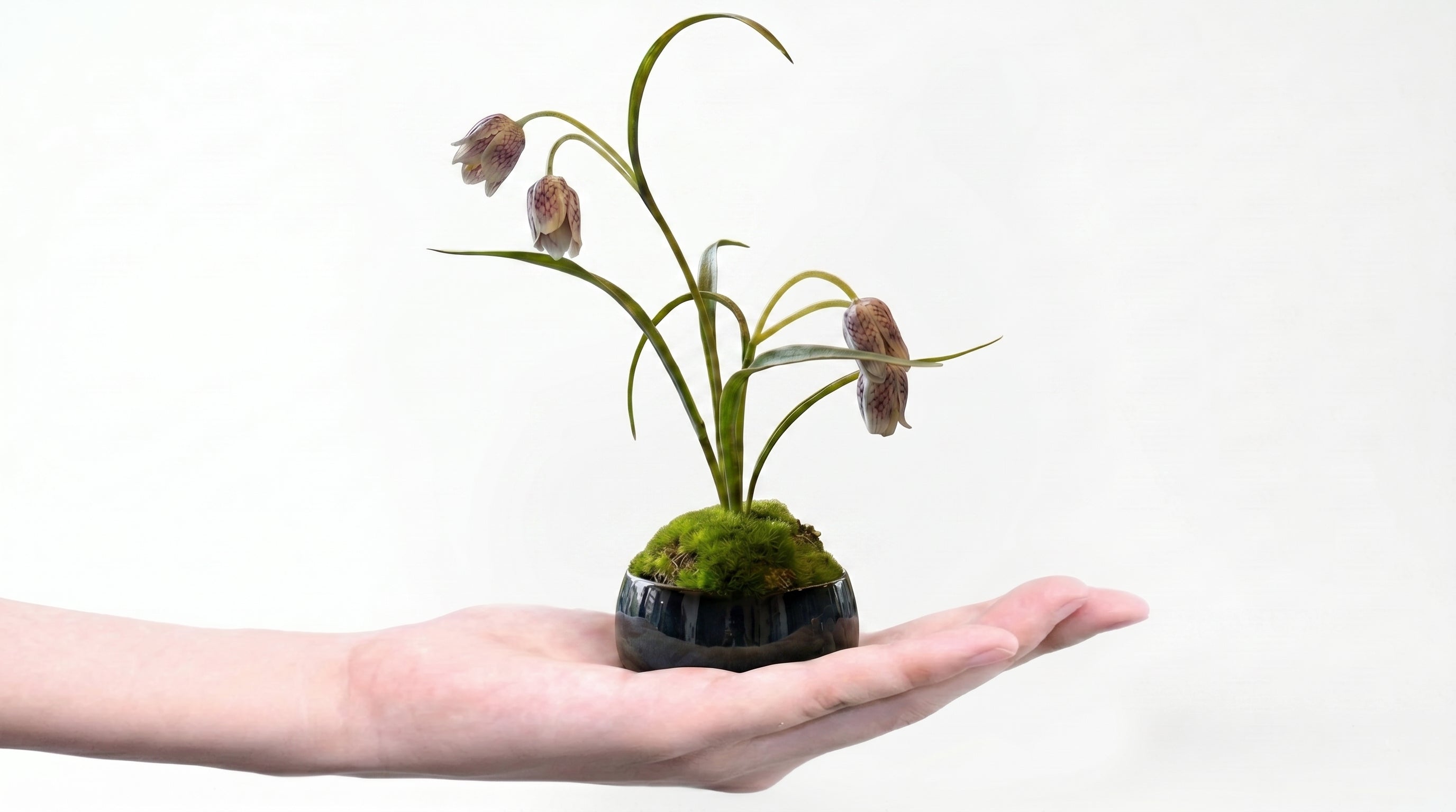 Yoraku Lily Indigo Guinomi Bonsai - Mini