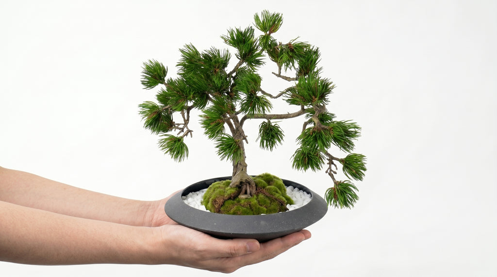 Pine Plateau Grand Bonsai - Medium